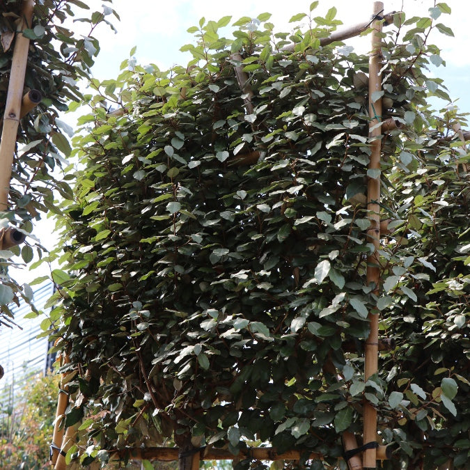 Elaeagnus × ebbingei 'Compacta' (Pleached)