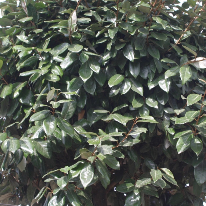 Elaeagnus × ebbingei 'Compacta' (Pleached)