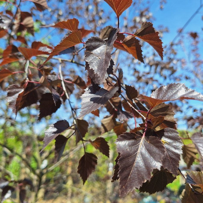Betula 'Royal Frost'