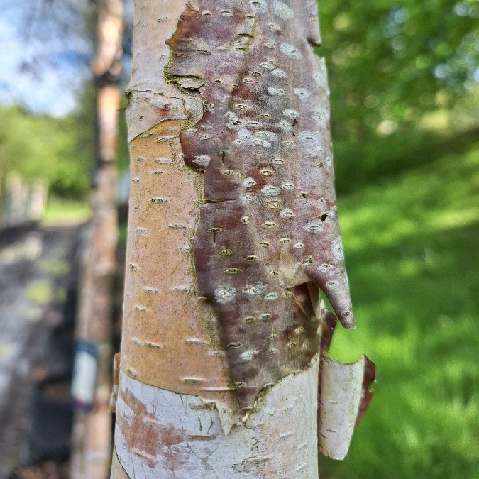 Betula 'Royal Frost'