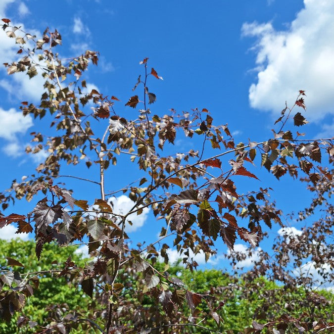 Betula 'Royal Frost'