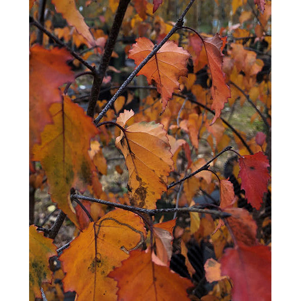 Betula 'Royal Frost'