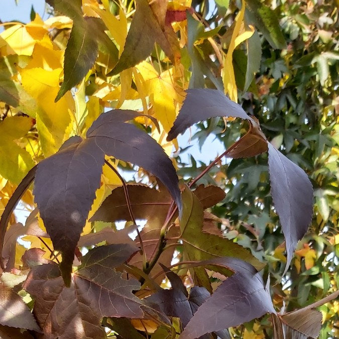 Liquidambar styraciflua 'Slender Silouette'