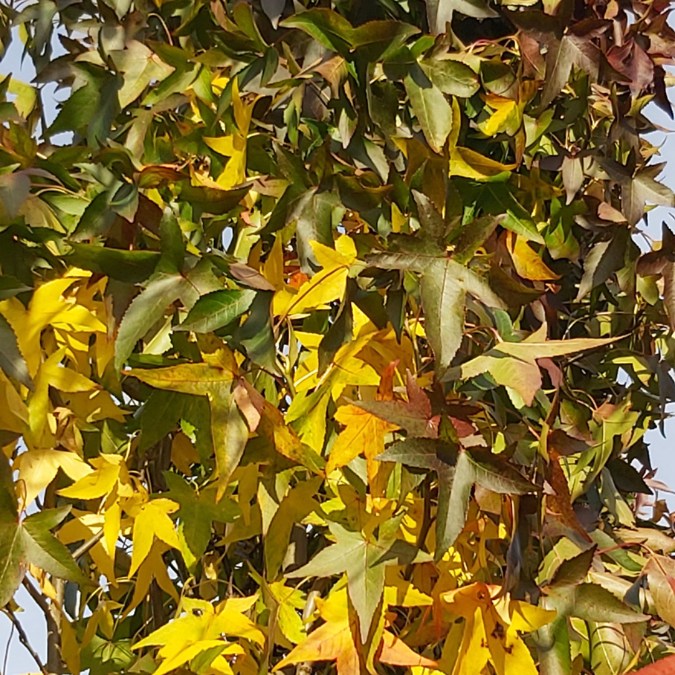 Liquidambar styraciflua 'Slender Silouette'