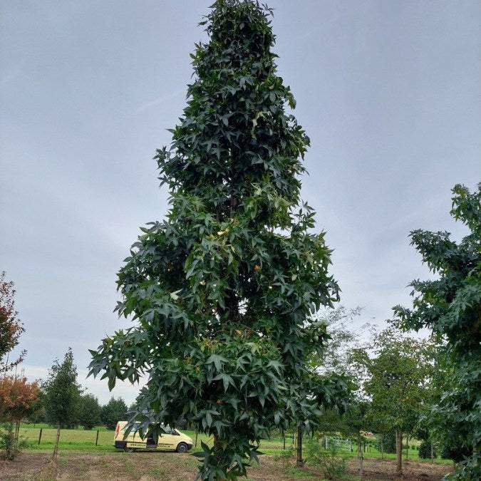 Liquidambar styraciflua 'Slender Silouette'