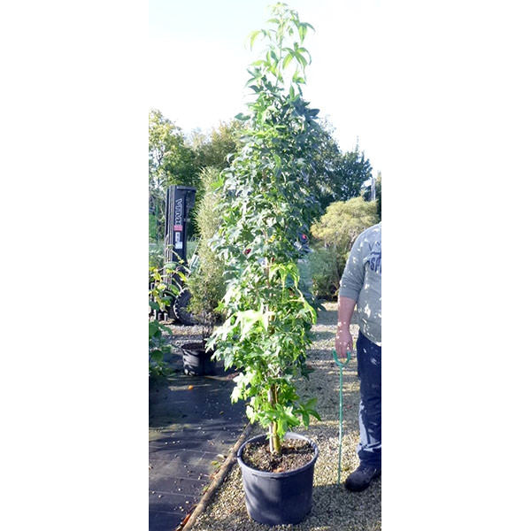 Liquidambar styraciflua 'Slender Silouette'