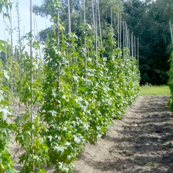 Liquidambar styraciflua 'Slender Silouette'