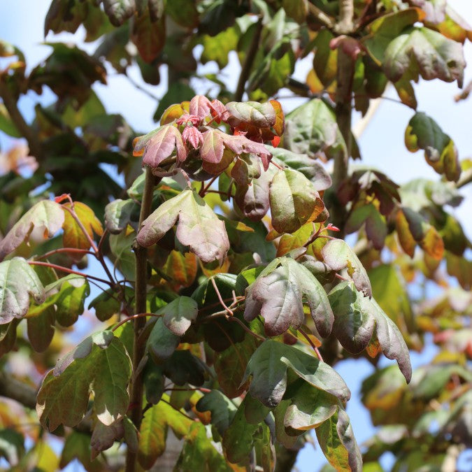 Acer campestre 'Red Shine'
