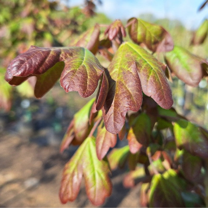Acer campestre 'Red Shine'