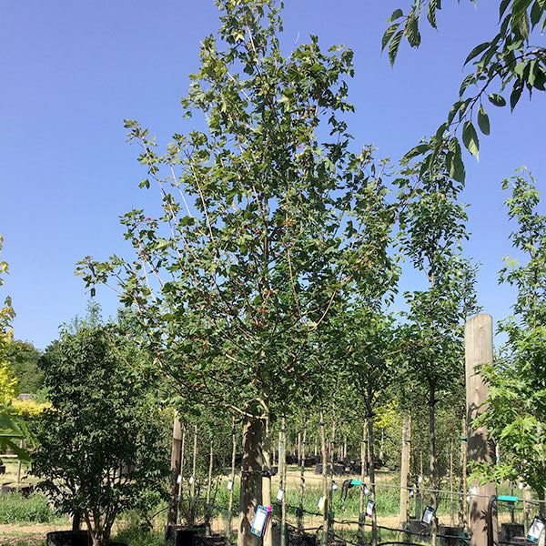 Acer campestre 'Red Shine'