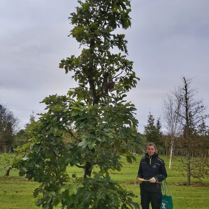 Quercus dentata 'Carl Ferris Miller'