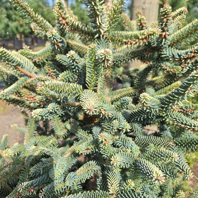 Abies pinsapo 'Aurea'