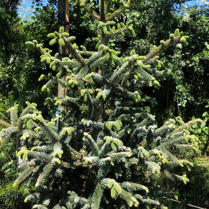 Abies pinsapo 'Aurea'