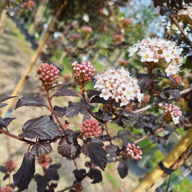 Physocarpus opulifolius 'Diabolo'