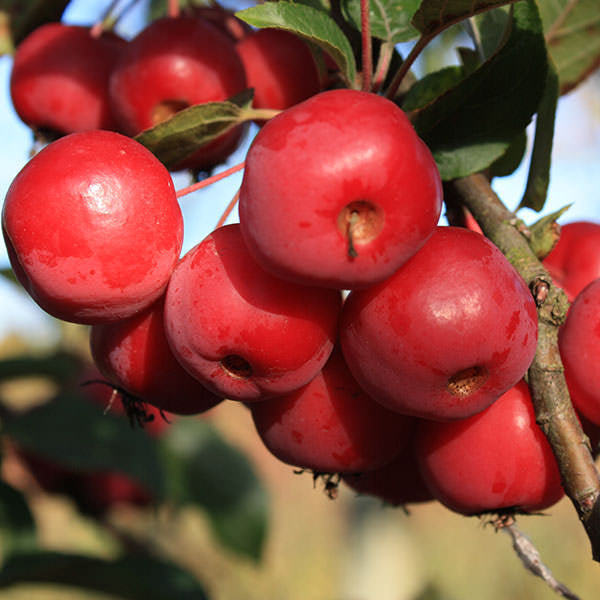 Malus 'Red Sentinel' (Pleached)