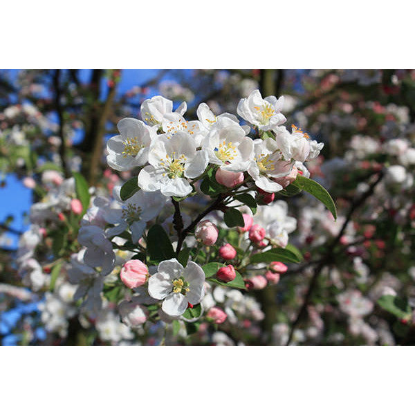 Malus 'Red Sentinel' (Pleached)