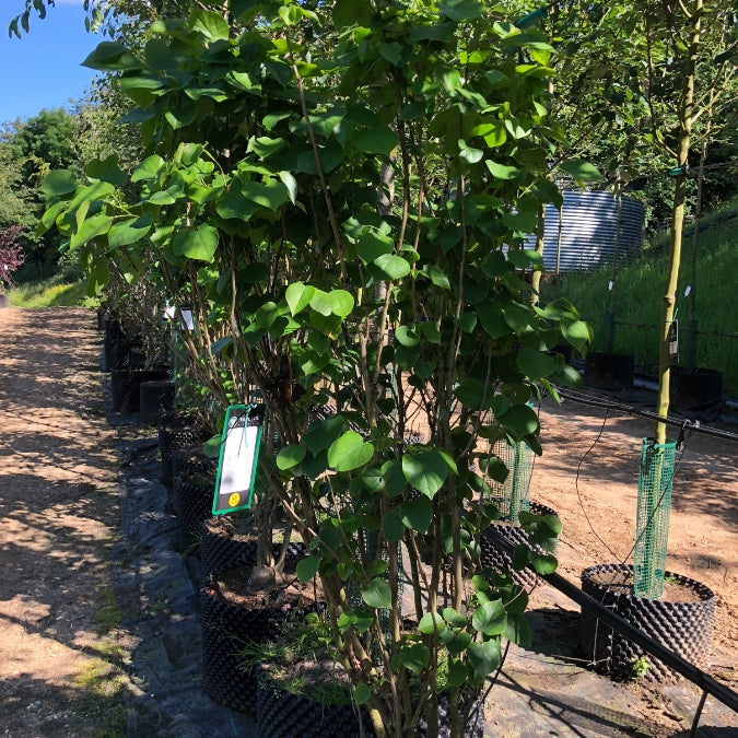 Cercis chinensis 'Shirobana'