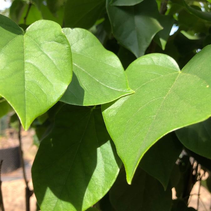 Cercis chinensis 'Shirobana'