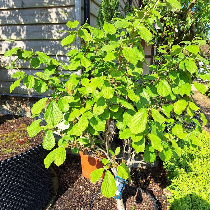 Hamamelis x intermedia 'Westerstede'