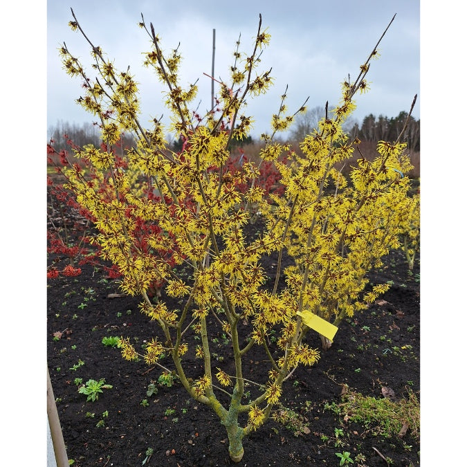 Hamamelis x intermedia 'Westerstede'
