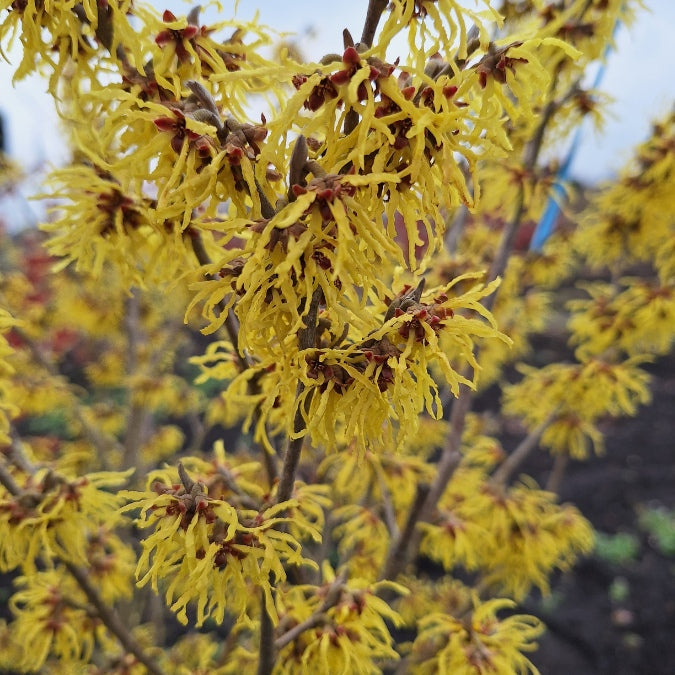 Hamamelis x intermedia 'Westerstede'