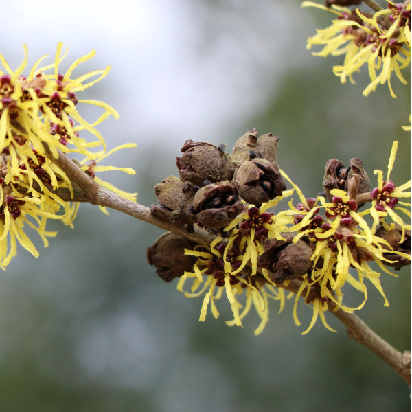 Hamamelis x intermedia 'Westerstede'