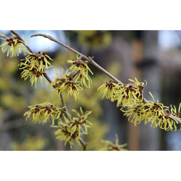 Hamamelis x intermedia 'Westerstede'
