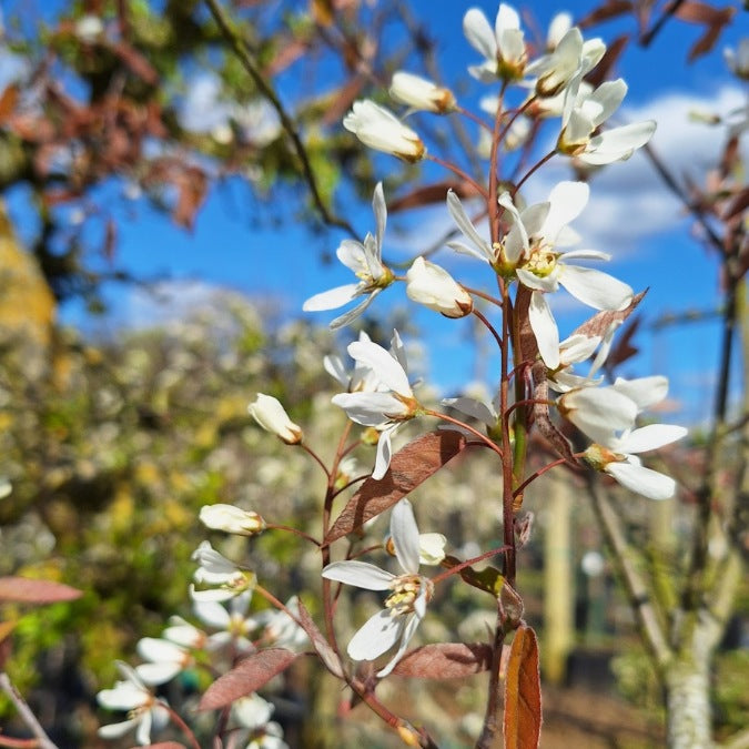 Amelanchier can. RAINBOW PILLAR®