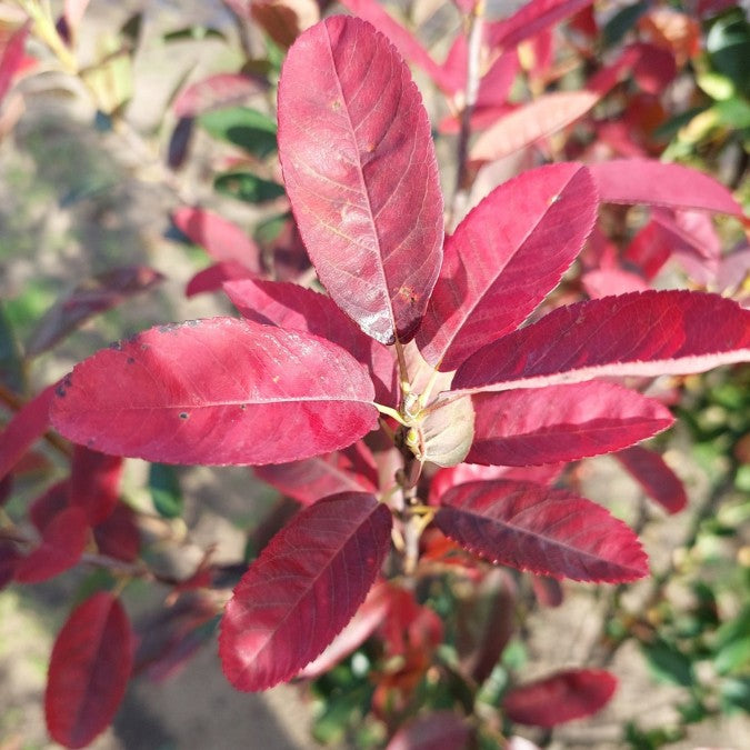 Amelanchier can. RAINBOW PILLAR®