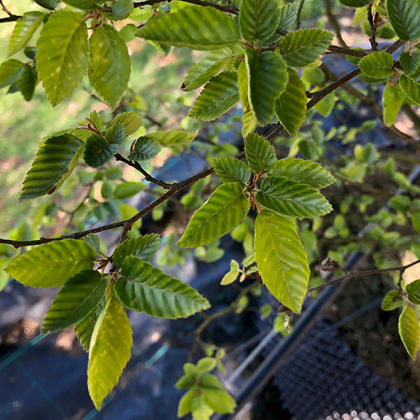 Carpinus caroliniana
