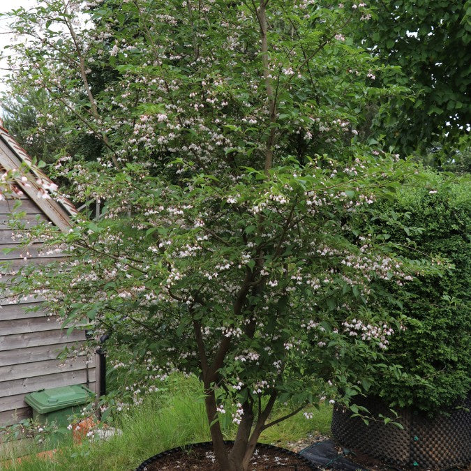 Styrax japonicus 'Pink Chimes'