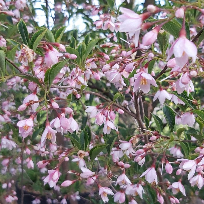 Styrax japonicus 'Pink Chimes'
