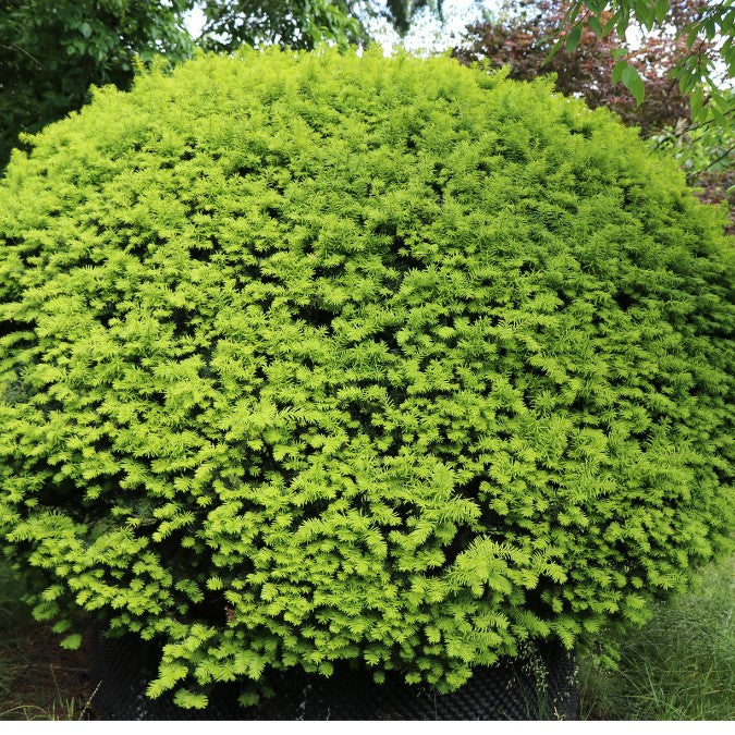 Taxus baccata 'Elegantissima' (Topiary)