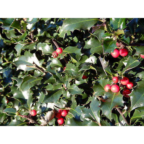 Ilex x meserveae 'Blue Angel' (Topiary)