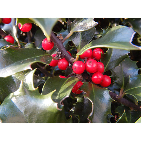 Ilex x meserveae 'Blue Angel' (Topiary)