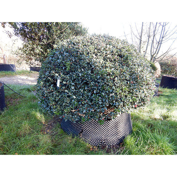 Ilex x meserveae 'Blue Angel' (Topiary)