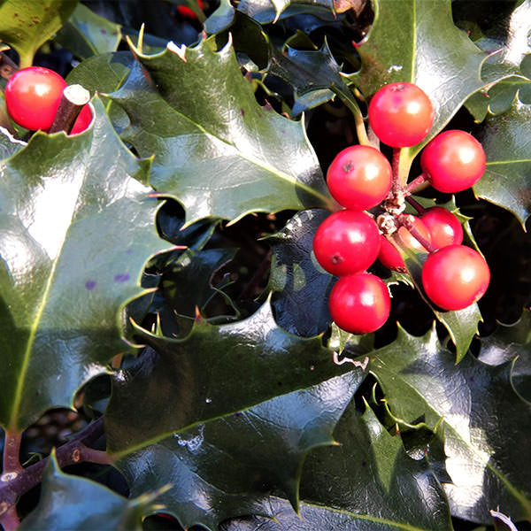 Ilex x meserveae 'Blue Angel' (Topiary)