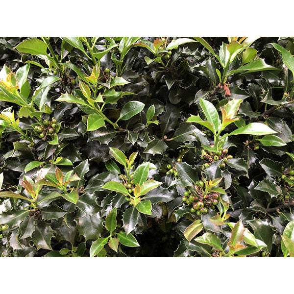 Ilex x meserveae 'Blue Angel' (Topiary)