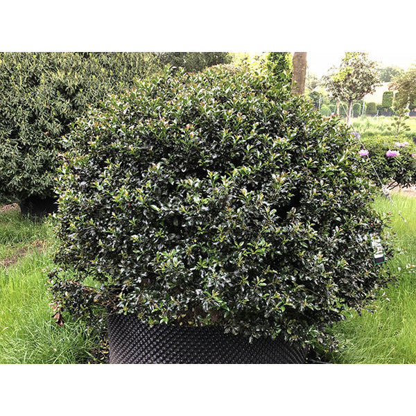 Ilex x meserveae 'Blue Angel' (Topiary)