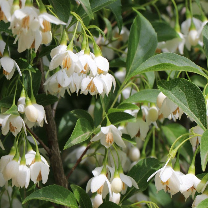 Styrax japonicus 'Snowcone'