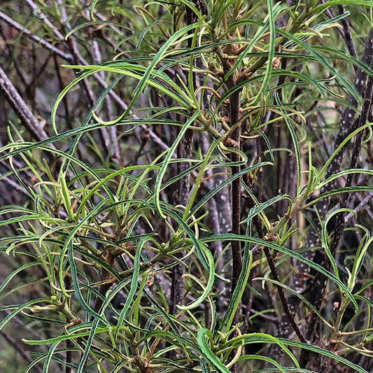 Rhamnus frangula 'Asplenifolia'