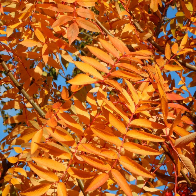 Sorbus commixta 'Belmonte'