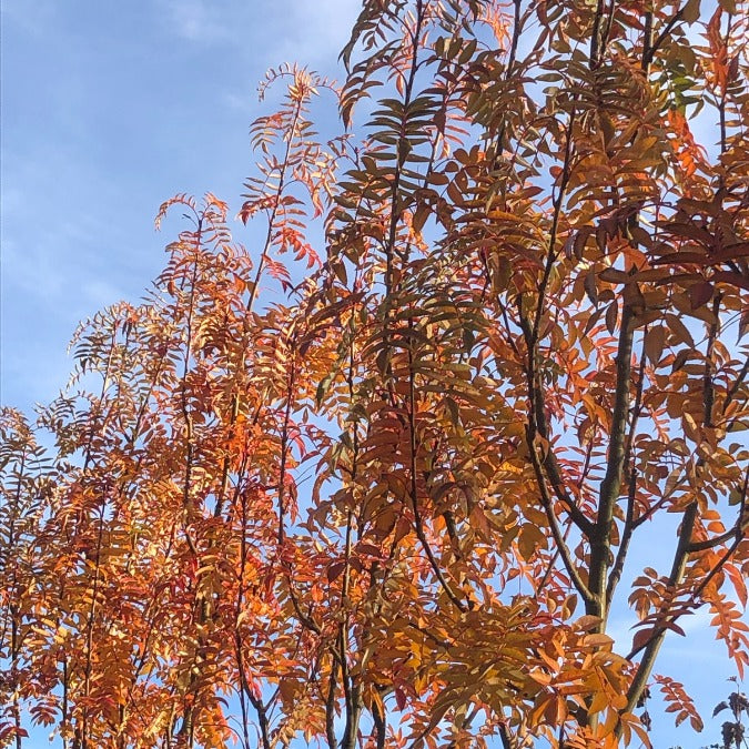 Sorbus commixta 'Belmonte'