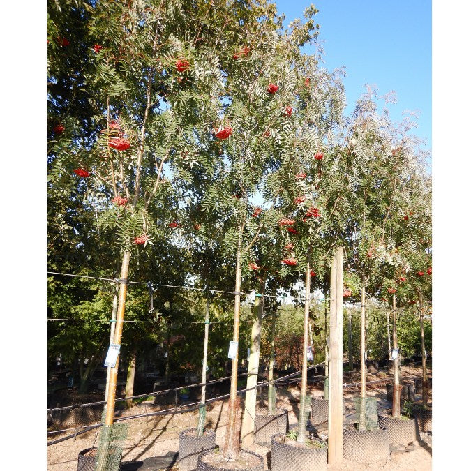 Sorbus commixta 'Belmonte'