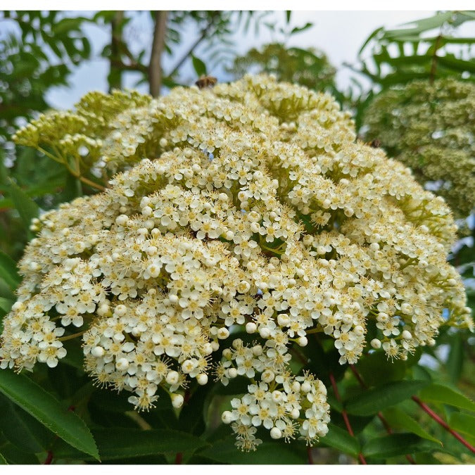 Sorbus commixta 'Belmonte'