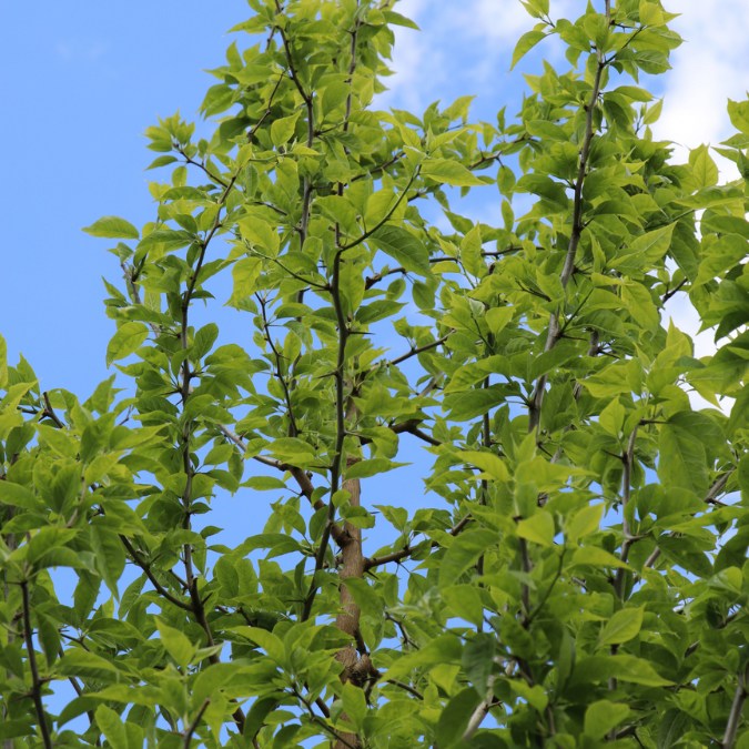 Maclura pomifera