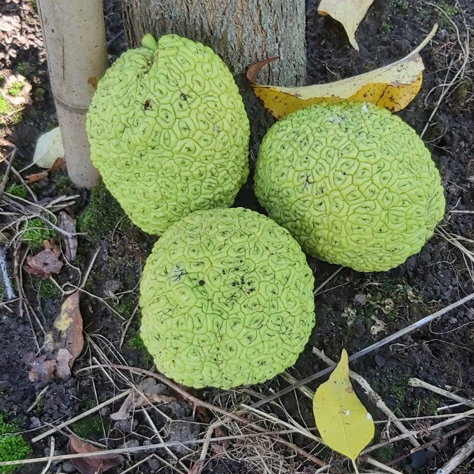 Maclura pomifera