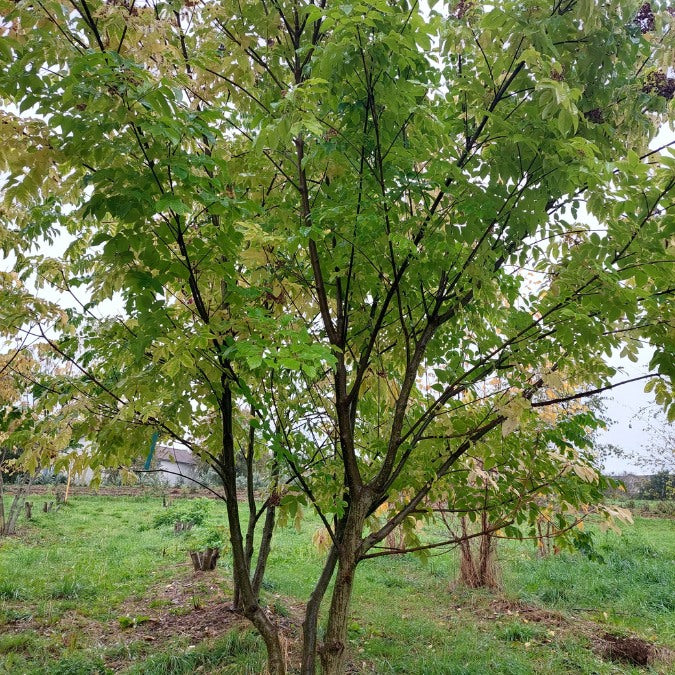 Tetradium daniellii