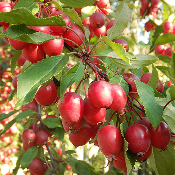 Malus 'Red Obelisk'
