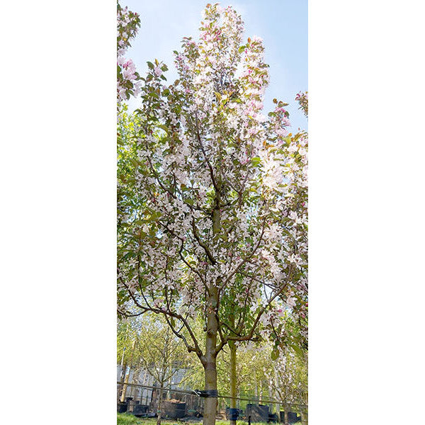 Malus 'Red Obelisk'